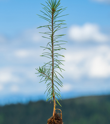 Small tree with roots