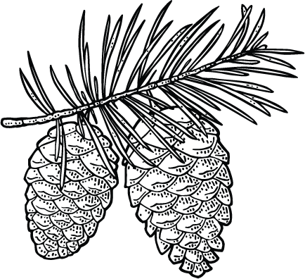 Pinecone